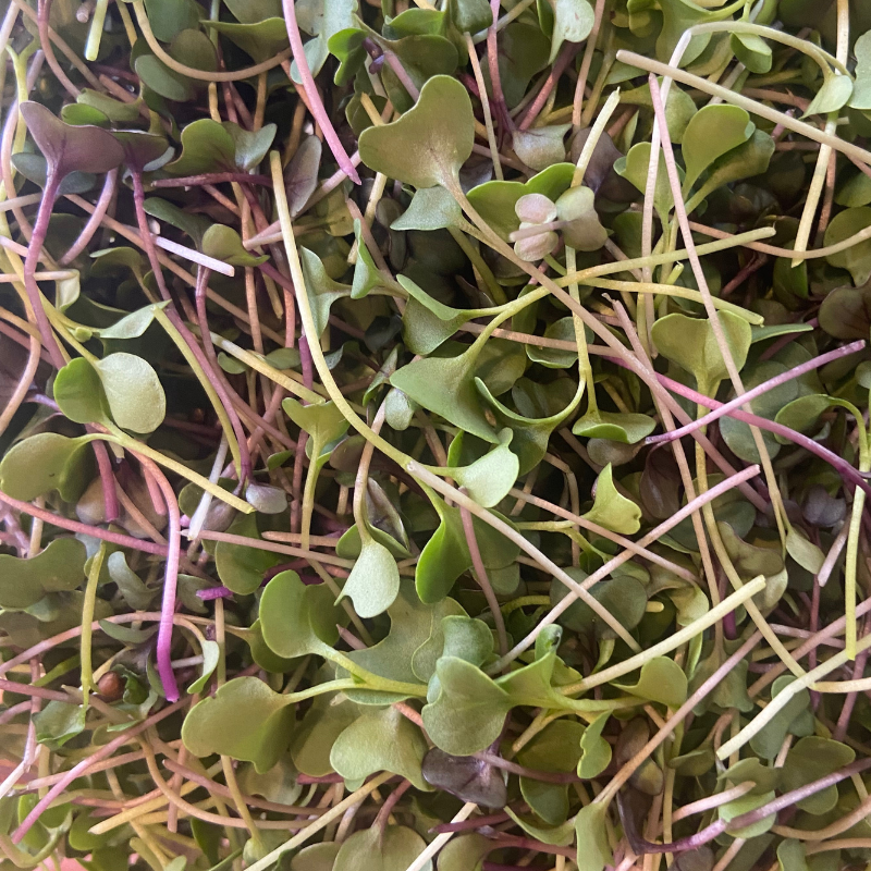 Power Mix Microgreens (Broccoli, Cabbage, Kale)