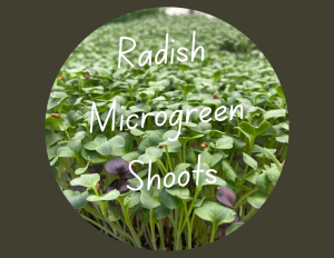 Radish_Microgreens