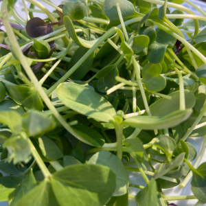 microgreen salad mix